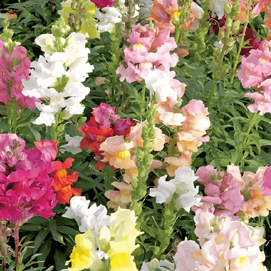 Snapdragon Seeds Antirrhinum Majus Nanum Half-High Mixed Colors