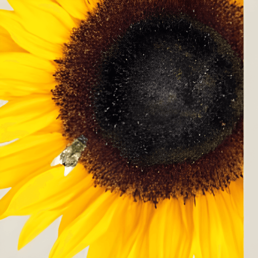 Biological Sunflower Seeds Helianthus Annuus Nakdi F1 Variety