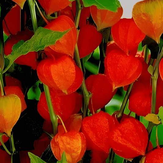 Chinese Lantern Plant Seeds Physalis Franchetti Bright Orange Pods
