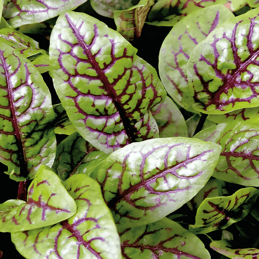 Sheep's Sorrel Seeds Rumex Sanguineus Red Veined Leafy Herb