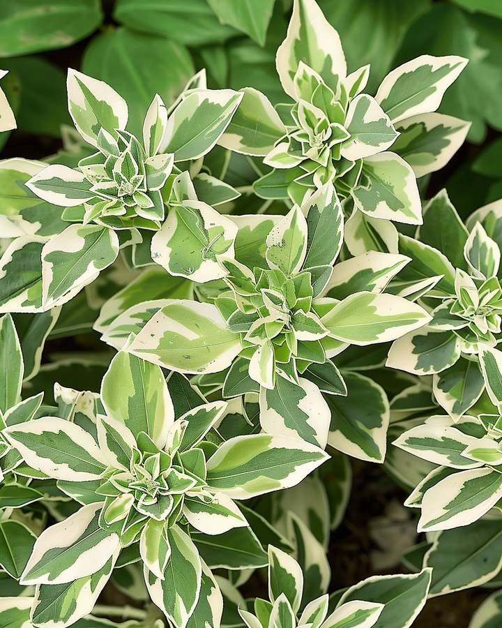 Spotted Spurge Seeds Euphorbia Marginata Annual Flower Variety