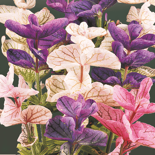 Mixed Leaf Sage Seeds Salvia Horminum Decorative Cut Flower