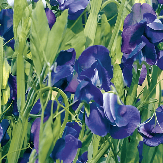 Sweet Pea Royal Family Blue Lathyrus Odoratus Seeds