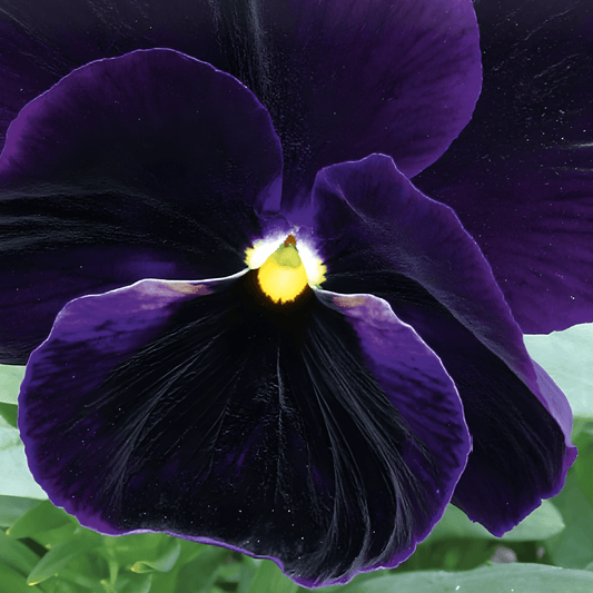 Giant Viola Seeds Viola Wittrockiana Swiss Giants Berna Flowers