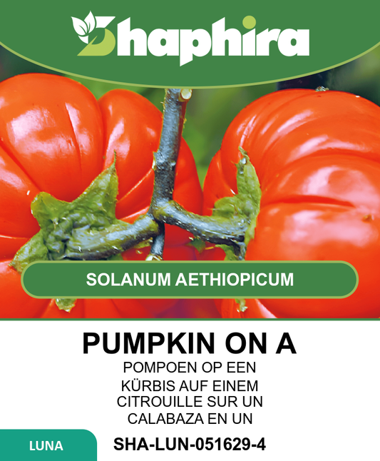 Pumpkin On A Stick Seeds Solanum Aethiopicum Vegetable Seeds