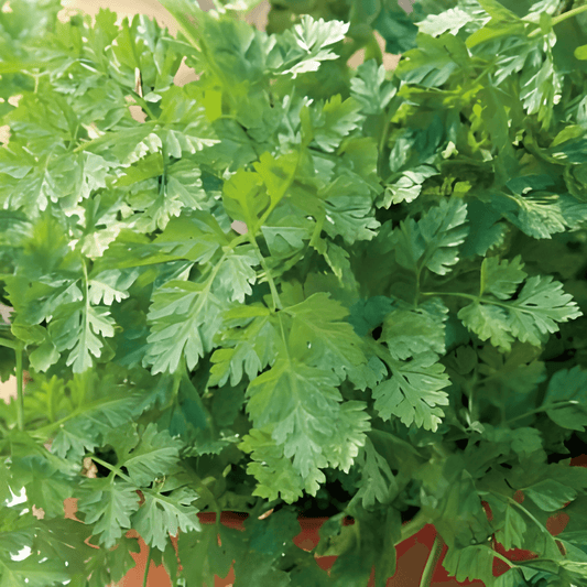 Chervil Fine Curl Seeds Anthriscus Cerefolium Herb Variety