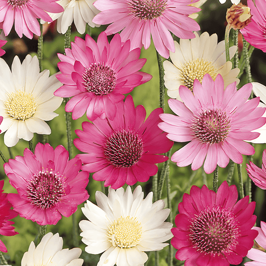 Xeranthemum Annuum Mixed Paperflower Xeranthemum Seeds