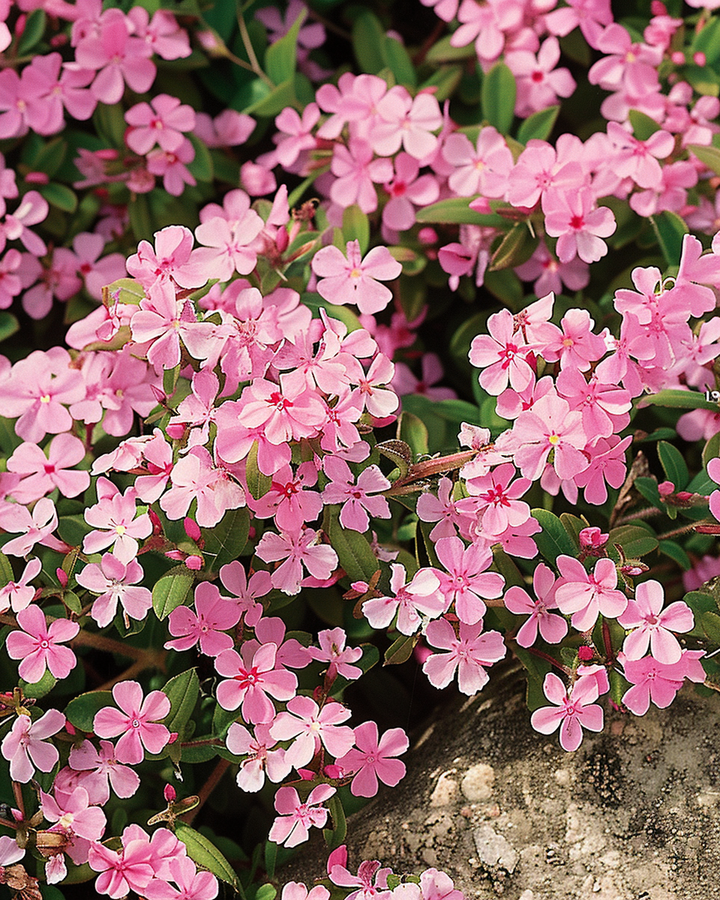 Soapwort Seeds Saponaria Ocymoides Perennial Pink Flowers