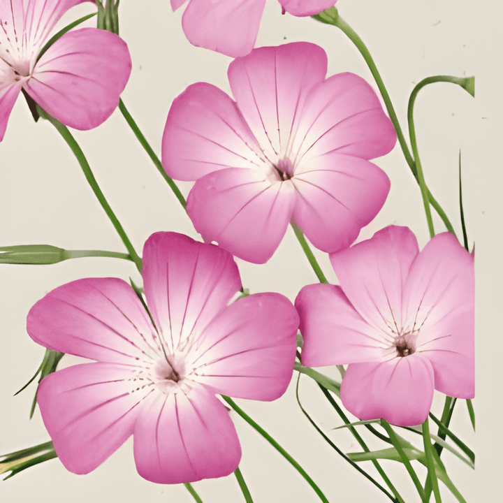 Agrostemma Corncockle Agrostemma Githago Flower Seeds