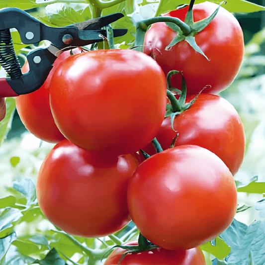 Greenhouse Tomato Seeds Solanum Lycopersicum Serrat F1 Early Variety
