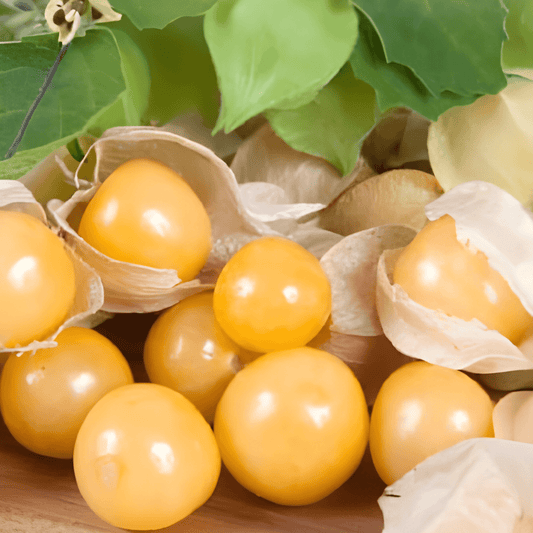 Cape Gooseberry Seeds Physalis Peruviana Golden Yellow Fruit Variety