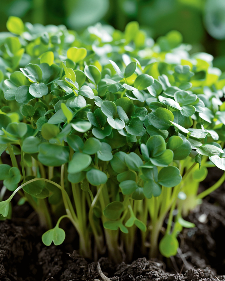 Garden Cress Seeds Broadleaf Lepidium Sativum For Indoor Or Outdoor