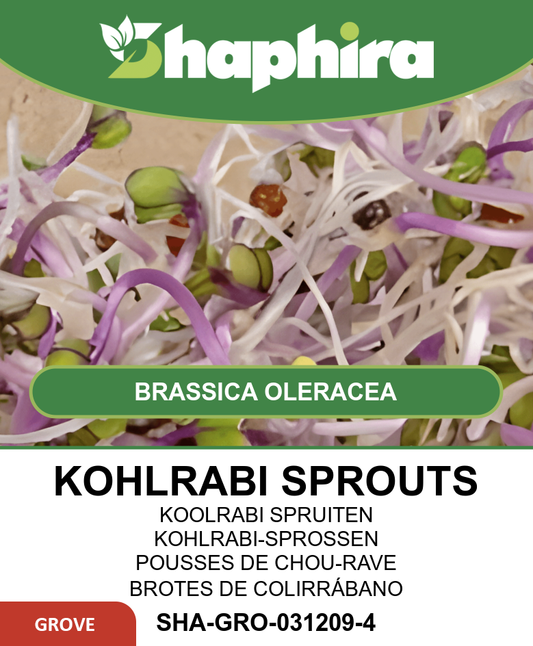 Organic Sprouting Kohlrabi Seeds Brassica Oleracea Blue Sprouts