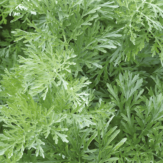 Wormwood Seeds Artemisia Absinthium Perennial Herb 90 Cm Height