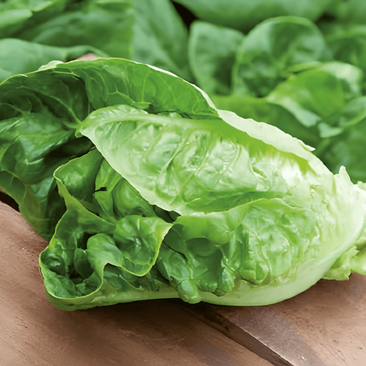 Roman Mini Lettuce Lactuca Sativa Seeds Crisp Flavorful Snack