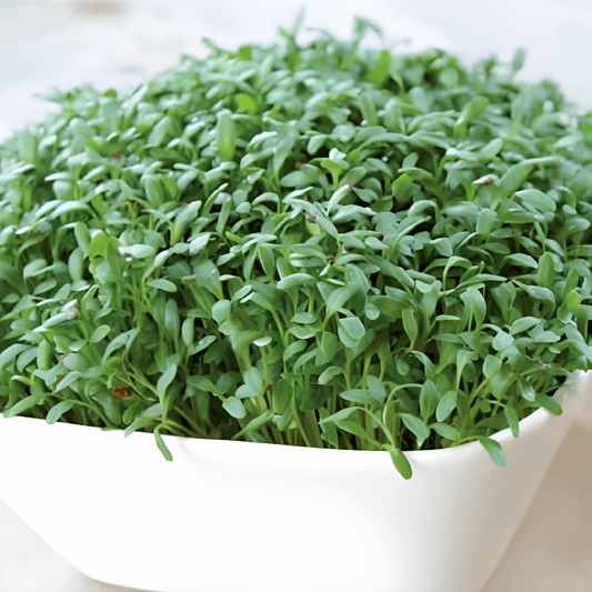 Garden Cress Seeds Large Leaved Lepidium Sativum Herb Variety