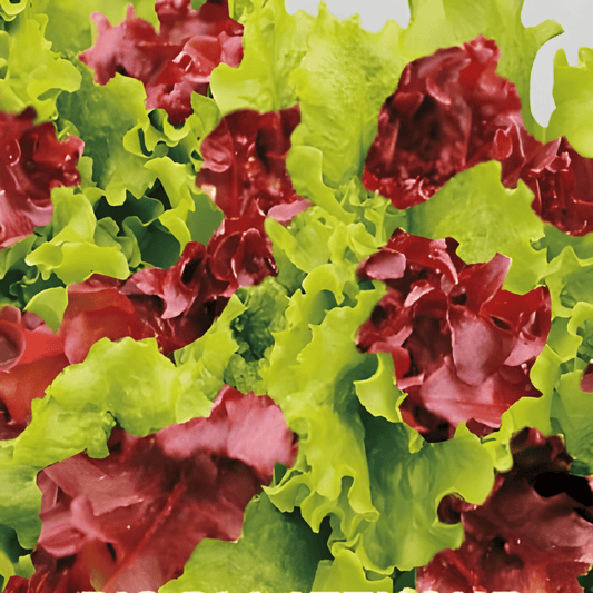 Mixed Salad Seeds Lactuca Sativa L Red And Green Lettuce