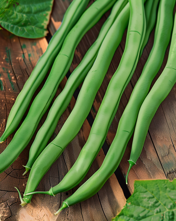 String Beans Seeds Dawson Phaseolus Vulgaris Extra Fine Variety