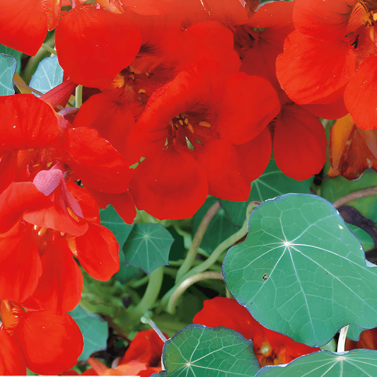 Nasturtium Empress Of India Seeds Tropaeolum Majus Nanum Flowers