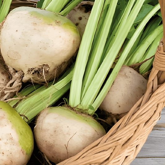 Albina Vereduna Beet Seeds Beta Vulgaris Sweet Dutch Variety