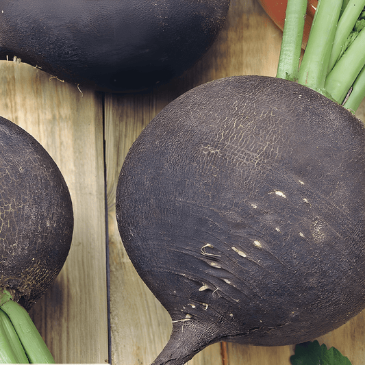 Black Winter Round Radish Seeds Raphanus Sativus Subsp Niger