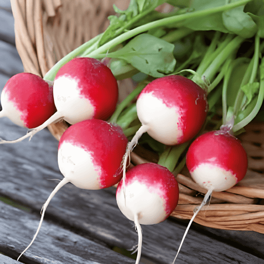 Radish Gaudry 3 Seeds Raphanus Sativus Vegetable Variety