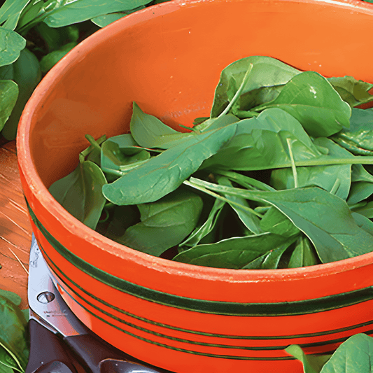 Spinach Securo Spinacia Oleracea Seeds Fast Growing Vegetable Variety