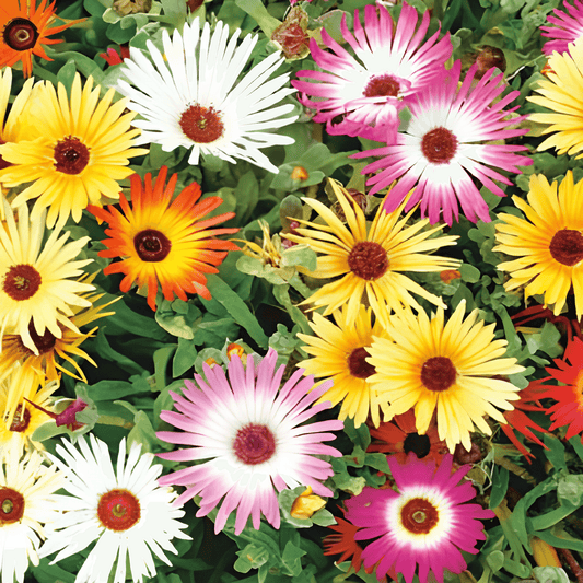 Ice Flower Seeds Dorotheanthus Bellidiformis Mixed Colors