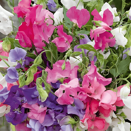 Sweet Pea Seeds Lathyrus Odoratus Bijou Fragrant Flower Mix