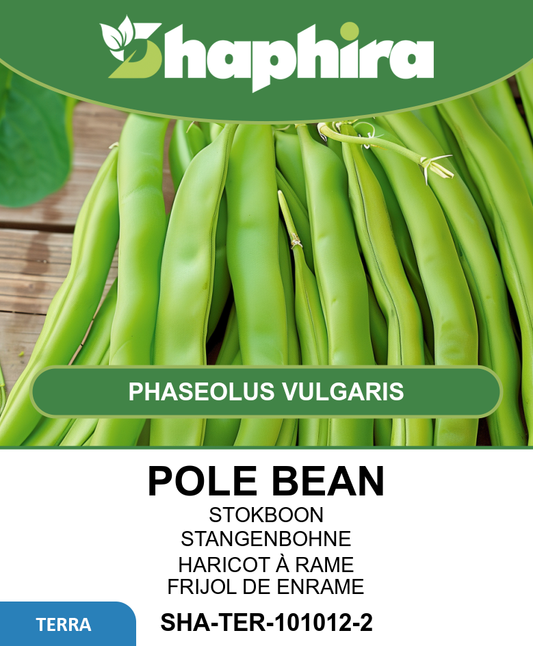 Pole Beans Seeds Phaseolus Vulgaris Rentegever Abundance Type