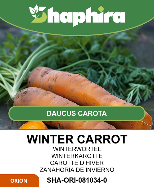 Winter Carrot Seeds Flakkese 2 Daucus Carota Large Orange Variety