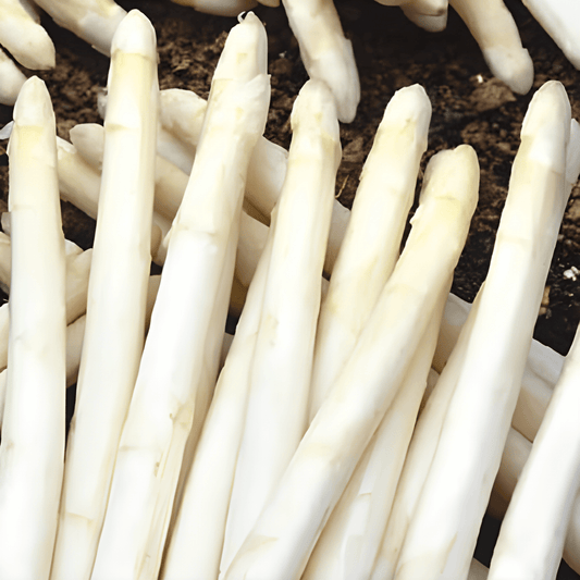 White Asparagus Seeds Asparagus Officinalis Argenteuil Variety