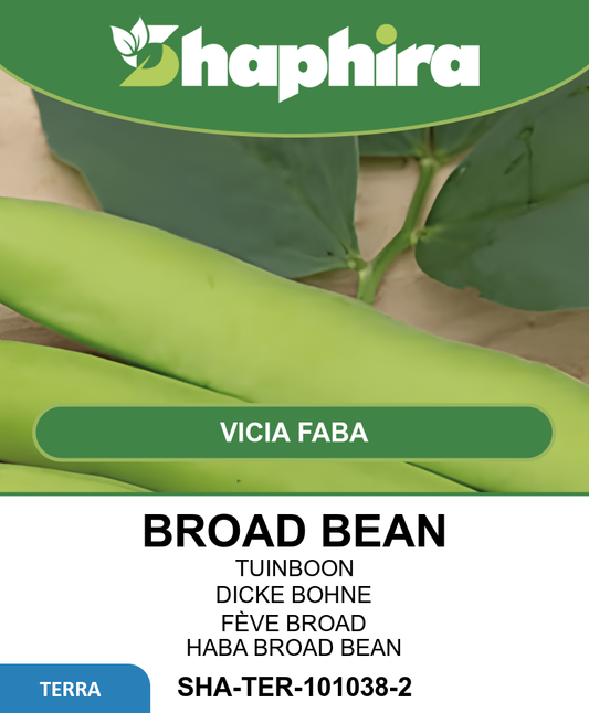 Broad Beans Triple White Seeds Vicia Faba Delicious Mild Flavor