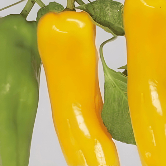 Sweet Yellow Horn Pepper Seeds Capsicum Annuum L.