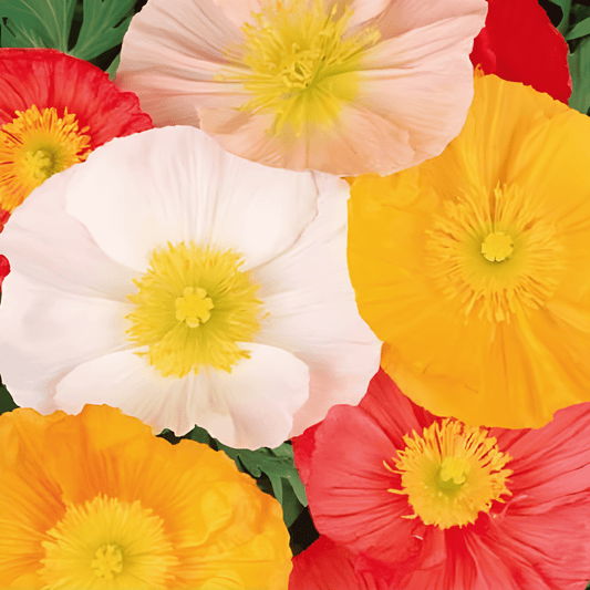 Icelandic Poppy Seeds Papaver Nudicaule Excelsior Mixed Colors