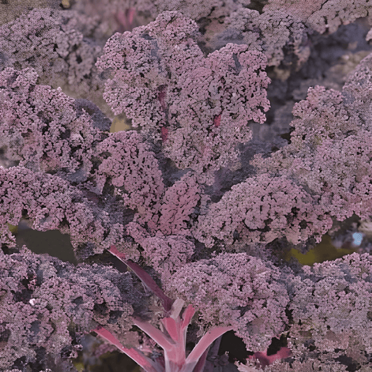 Purple Kale Seeds Brassica Oleracea Scarlet Curled Leaves