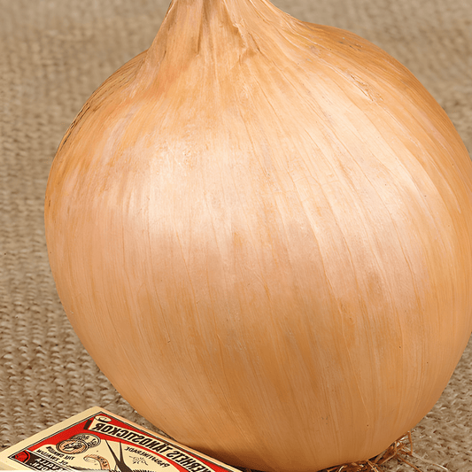 Giant Onion Ailsa Craig Allium Cepa Seeds Mild Sweet Flavor