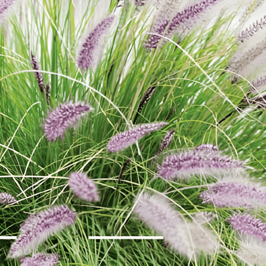 Lampenpoetsers Grass Seeds Pennisetum Alopecuroides Ornamental Blooms