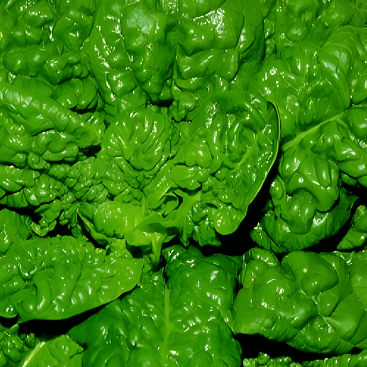 Spinach Seeds Merlo Nero Spinacia Oleracea L. Sweet Flavorful Leaves