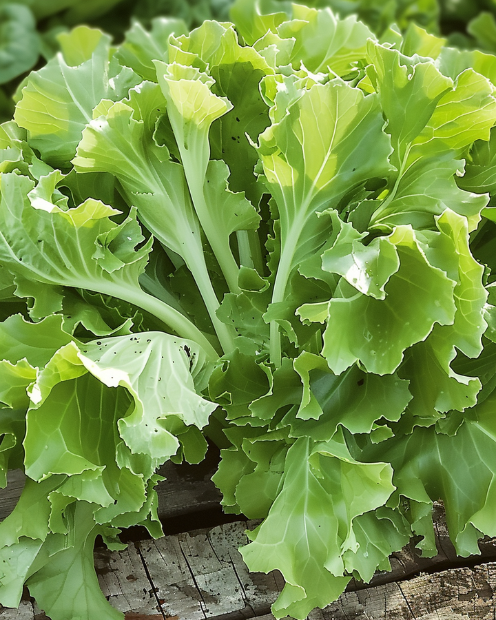 Endive Broadleaf Volhart Winter Seeds Cichorium Endivia Vegetables