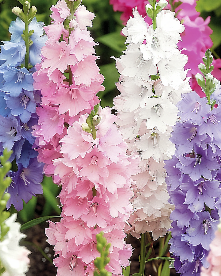 Delphinium Seeds Hyacinth-flowered Mixed Delphinium Ajacis