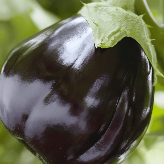 Black Beauty Aubergine Seeds Solanum Melongena Vegetable Variety