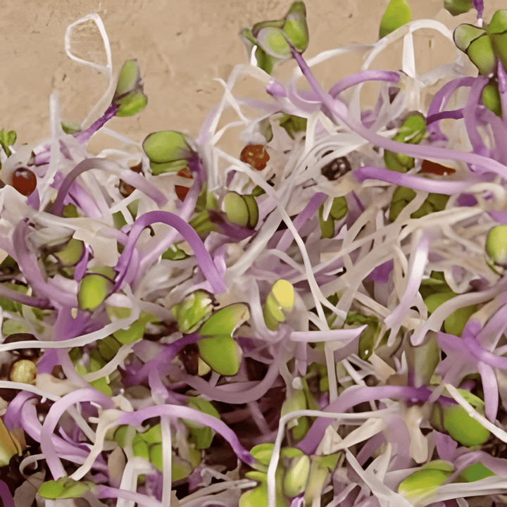 Organic Sprouting Kohlrabi Seeds Brassica Oleracea Blue Sprouts