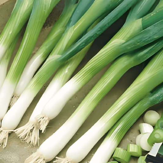 Long White Ishikura Allium Fistulosum Seeds Vegetable Variety