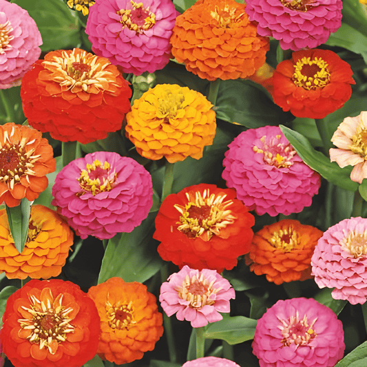 Zinnia Lilliput Seeds Zinnia Elegans Mixed Colors Annual Blooms