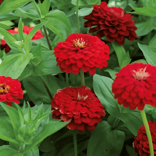 Zinnia Dahlia-flowered Scarlet Flame Seeds Zinnia Elegans