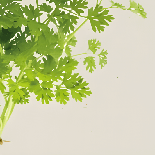 Organic Chervil Seeds Anthriscus Cerefolium Fine Curl Herb