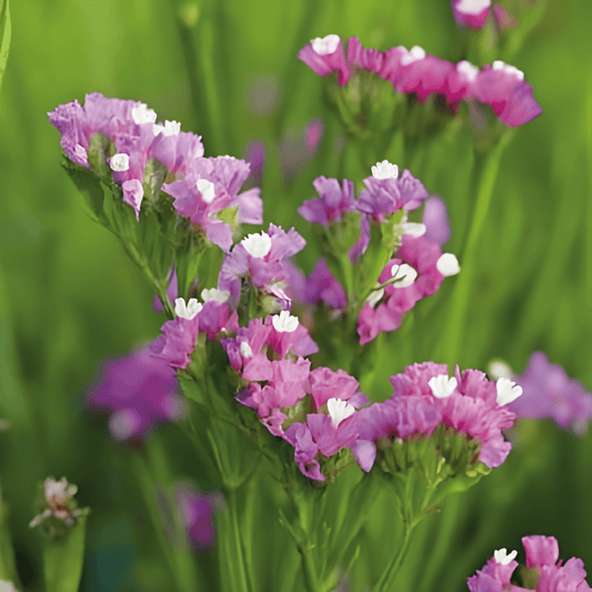 Lamsoor Seeds Limonium Sinuatum Fortune Deep Rose Annual