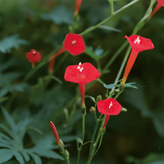 Cardinal Climber Vine Seeds Ipomoea Quamoclit Flower Seeds