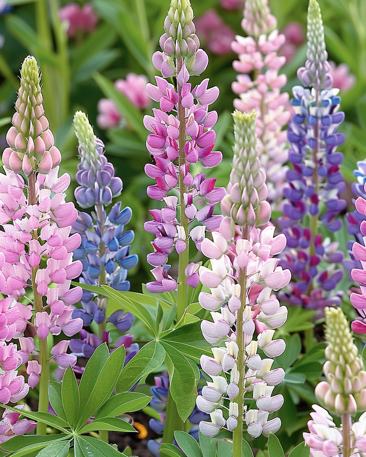 Russell's Hybrid Lupine Lupinus Polyphyllus Flower Seeds Mixed